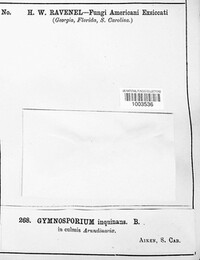 Gymnosporium inquinans image